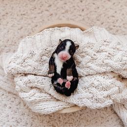 Solace - Tri-color female Bernedoodle puppy in Cold Spring, Minnesota from A.N.A. Doodles
