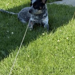 Australian Cattle Dog Puppies from North Woods ACD’s