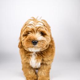 Ryan - Red male Bernedoodle puppy in Saratoga Springs, Utah from Saratoga Springs Doodles