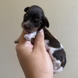 Tinkerbell - Chocolate and cream female Dachshund puppy in Menifee, California from TeenieWeenieDoxies