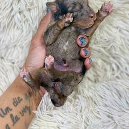 Tricolor merle female - Blue merle female Bernedoodle puppy in Crete, Illinois from Plum Valley Pups