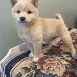 Shiba Inu Puppies from Happy Tails Shiba Inus