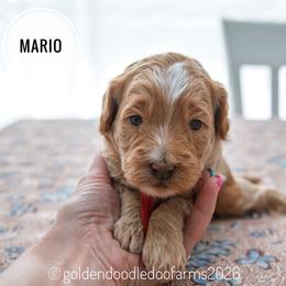 Mario - Apricot male Golden Aussiedoodle puppy in Hyrum, Utah from Goldendoodledoo Farms