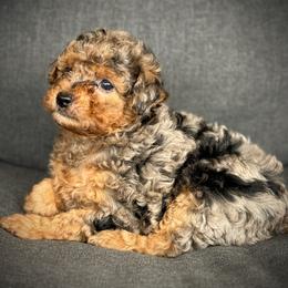 Monica - Blue merle female Aussiedoodle puppy in Ivanhoe, Virginia from P3 Kennel