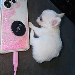 Tiny - Cream and white male Chihuahua puppy in Springfield, Missouri from Casadelopez Tails