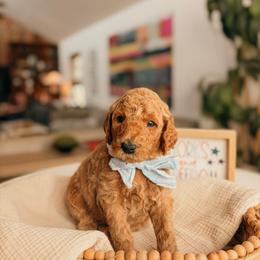 Jackson - Apricot male Goldendoodle puppy in Yukon, Oklahoma from Bows and Ties Doodles, LLC
