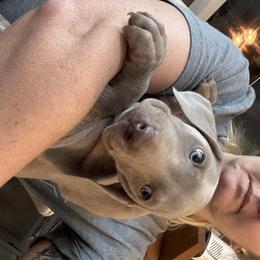 Smaller Silver girl - Silver gray female Weimaraner puppy in Lancaster, Kentucky from Heavy Hollow Farm