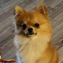 Chihuahua All Grown Up from Roodhaus Chihuahuas