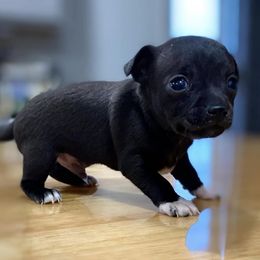Chihuahuas from Carey's Chihuahuas