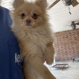 Pomeranian Puppies from Tammy Schell
