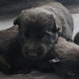 Apple - Bi-color female German Shepherd puppy in Harwood, Maryland from Reddington Shepherds
