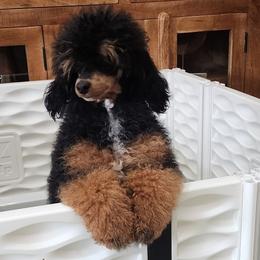 Chanel - Poodle