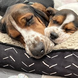Mabel - Basset Hound