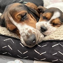 Mabel - Basset Hound