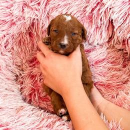 Ms Pink - Red  female Goldendoodle puppy in Kissimmee, Florida from Poodle Doodle Kennels