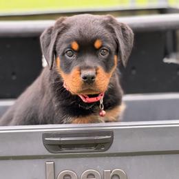 Pink Collar - Black and rust female Rottweiler puppy in Quinlan, Texas from Wright Way Retrievers