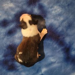 Chris Tomlin - Brown and white male Saint Bernard puppy in Lowpoint, Illinois from Minnie's Majestic Saints