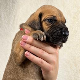 Quest - Fawn male Great Dane puppy in Lebanon, Virginia from North Cedar Danes