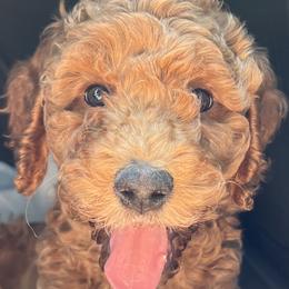 Goldendoodles and Poodles from Little Potatoes