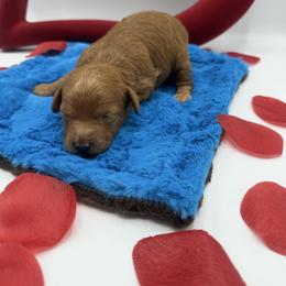Charlie Brown (girl) - Red  female Goldendoodle puppy in Central, Arizona from Desert Valley Doodles