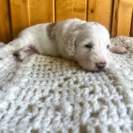 Cupcake is mint collar female from Stroodles Bake Sale litter - Parti female Goldendoodle puppy in Hamilton, Montana from Stroodles Doodles
