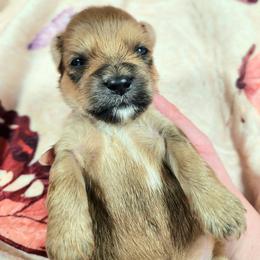 Gale - Brown male Lhasa Apso puppy in Jefferson, New York from Absolute Lhasa Love