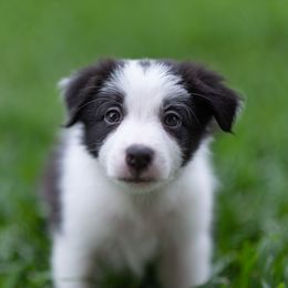 Border Collie Puppies from High Point Border Collies