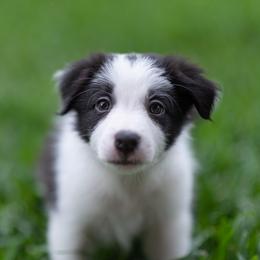 Border Collie Puppies from High Point Border Collies