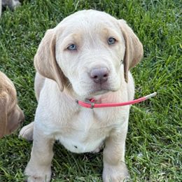 Champagne female - pink - Champagne female Dilute Retriever puppy in Teton County, Montana from East Front Labradors & Treasure State Schnauzers