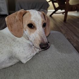 Cash - Dachshund