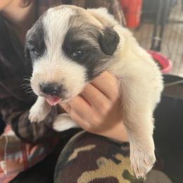 Velma- purple - Badger female Colorado Mountain Dog puppy in Cotopaxi, Colorado from Once Upon A Moose (OUM)