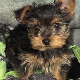 Shiz - Yorkshire Terrier