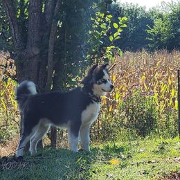 Spartan (Pancake) - Black and white male Siberian Husky puppy in Russellville, Alabama from Heart of Dixie Husky Kennels