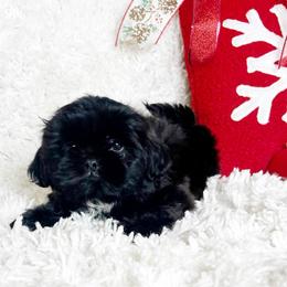 AKC Leopold - Black male Shih Tzu puppy in Greenville, South Carolina from Babyface Shih Tzu