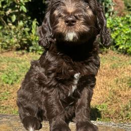 Rabbit - Chocolate male Goldendoodle puppy in Hendersonville, North Carolina from Kim's Cove