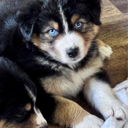 Male 4 - Black tri-color male Australian Shepherd puppy in Kaufman, Texas from Martin's Star Ranch Aussies