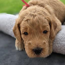 Cooper - red collar - Sable male Goldendoodle puppy in Phoenix, Arizona from Kerri's Goldendoodles