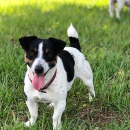 Pembroke Welsh Corgis and Russell Terriers from Rivermont Farm