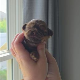 Augustus May - Liver male Shih Tzu puppy in Jenks, Oklahoma from Northstar Shih Tzu