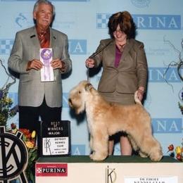 Blitzen - Soft Coated Wheaten Terrier