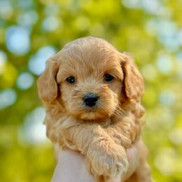 Preston - Red male Cavapoo puppy in Liberty, Missouri from Marigold Pups