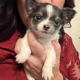 Bella - Blue and white female Chihuahua puppy in New Bedford, Massachusetts from Roark Pack Chihuahua's & Pomsky's