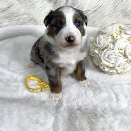 Trixi - Blue merle female Australian Shepherd puppy in Vail, Iowa from Homegrown Huskies
