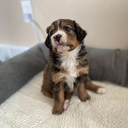 Miss Orange - Bernedoodle puppy in Seattle, Washington from Mochi Bernedoodles