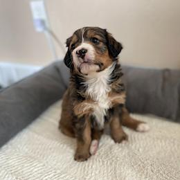 Miss Orange - Bernedoodle puppy in Seattle, Washington from Mochi Bernedoodles