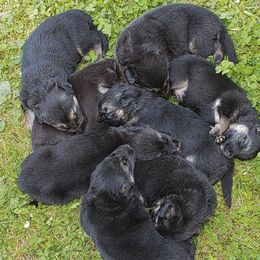 German Shepherd Puppies from J-Lyn Shepherds