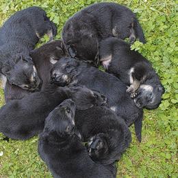 German Shepherd Puppies from J-Lyn Shepherds