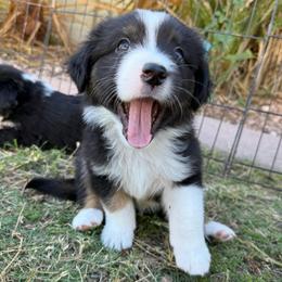 Bolt - Black tri male Miniature American Shepherd puppy in Phoenix, Arizona from Outlaw Minis