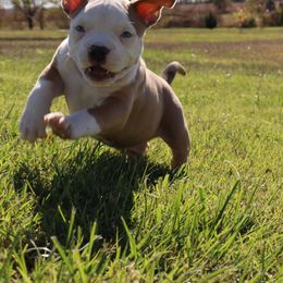 American Bully Puppies from Haymaker Bully Camp