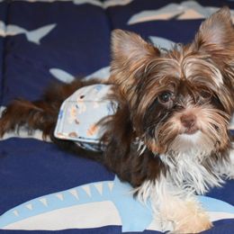 Goldendoodles and Yorkshire Terriers from Southern Cream Goldens and Yorkies